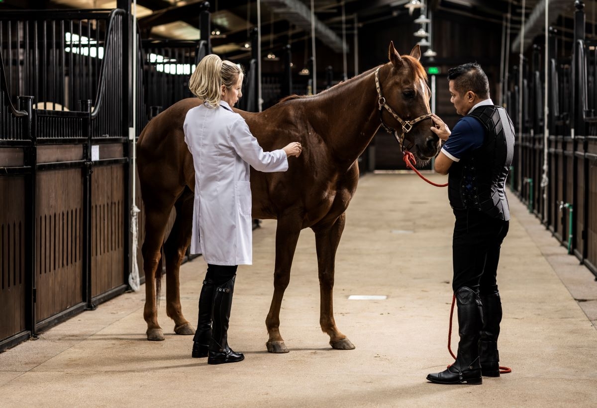 Hệ thống 300 chuồng trại được trang bị đầy đủ trang thiết bị hiện đại, cùng đội ngũ chuyên gia “ngoại” chuyên nghiệp sẽ đảm bảo mỗi chú chiến mã được thụ hưởng chế độ chăm sóc, huấn luyện cao cấp nhất.