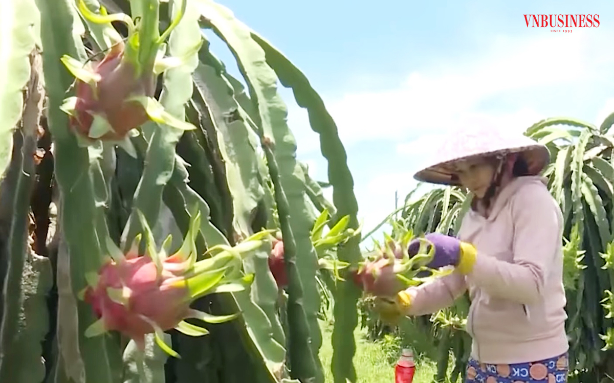 Giá thanh long ở nhiều địa phương tại Long An đang tăng giá mạnh.