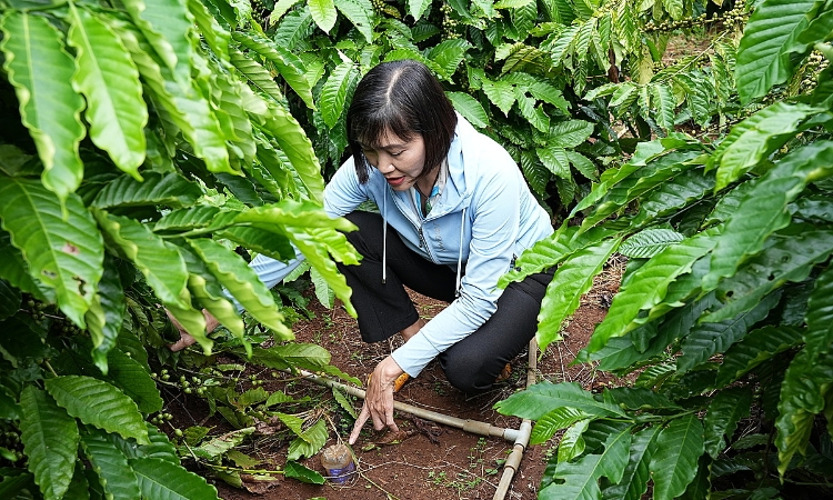 Canh tác nông nghiệp tái sinh giúp cải thiện năng suất và giảm phát thải khí nhà kính