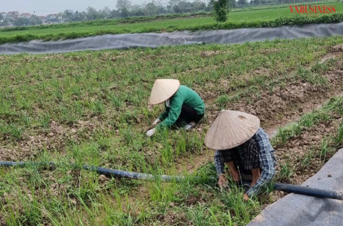 HTX Tâm Anh luôn chú trọng ở tất cả các khâu, từ lựa chọn giống đầu vào, sử dụng các loại phân bón hữu cơ, quy trình tưới tiêu, đến sơ chế, đóng gói thành phẩm.