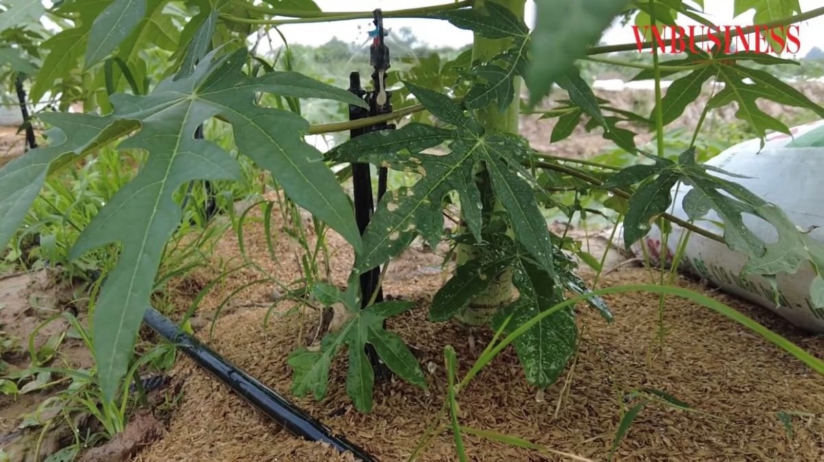 HTX đầu tư, lắp đặt hệ thống tưới nhỏ giọt ở mỗi gốc cây, hệ thống tự động thoát nước,…