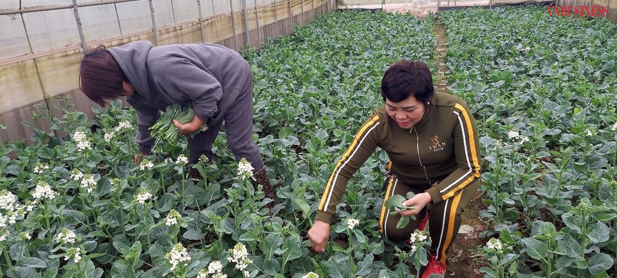 Sản xuất, kinh doanh rau, củ quả an toàn là ngành nghề chủ đạo của HTX Tâm Anh.
