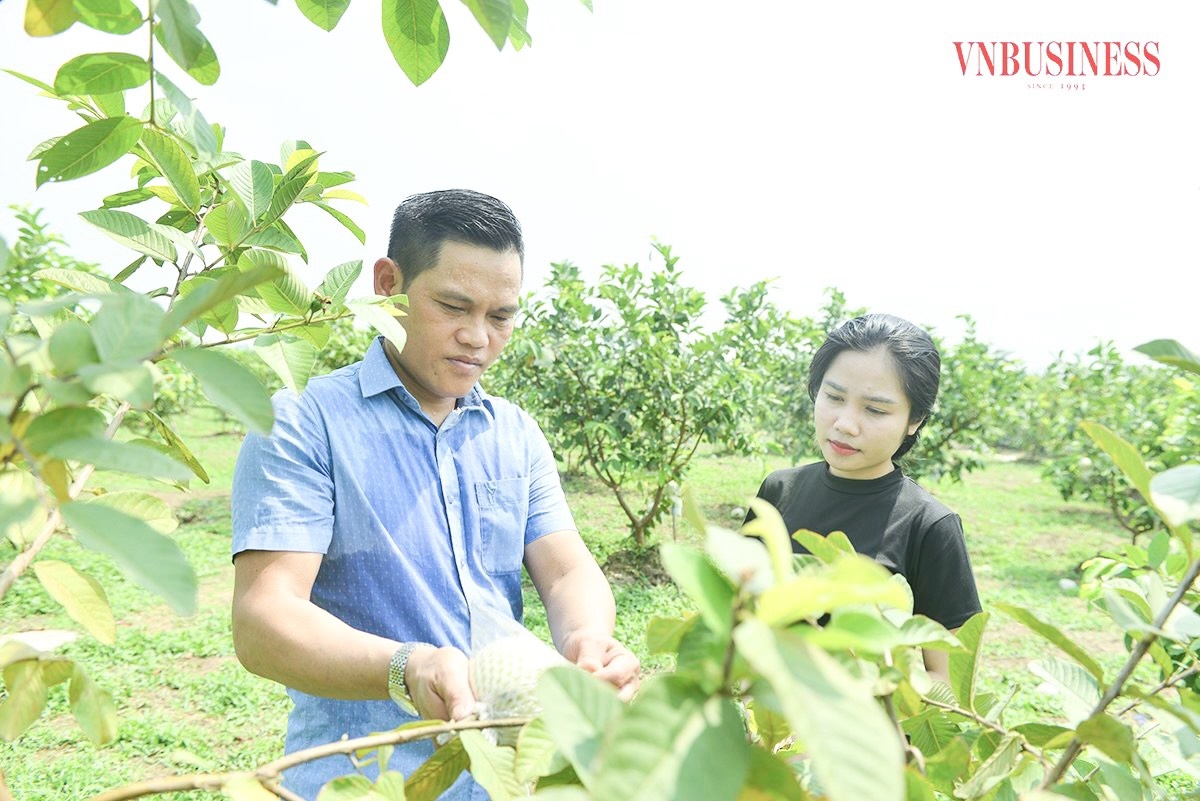 Nhờ thổ nhưỡng tốt cùng kỹ thuật chăm sóc, canh tác phù hợp, các thành viên HTX Di Trạch đã “bắt” cây ổi cho trái quanh năm.