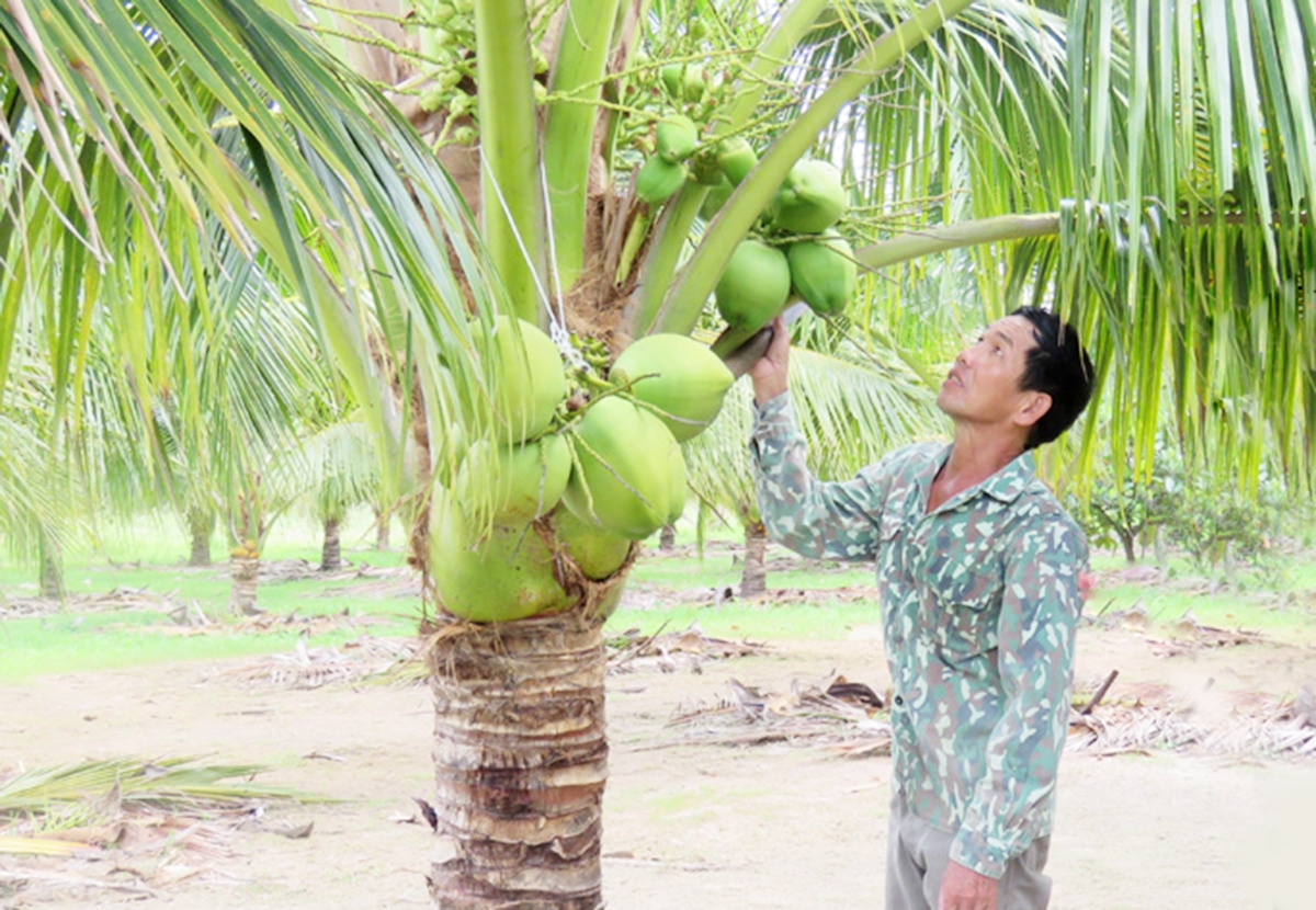 Ngành nông nghiệp tỉnh Phú Yên định hướng phát triển theo hướng hàng hóa, nâng cao giá trị gia tăng &lpar;Ảnh: Phạm Thùy&rpar;.
