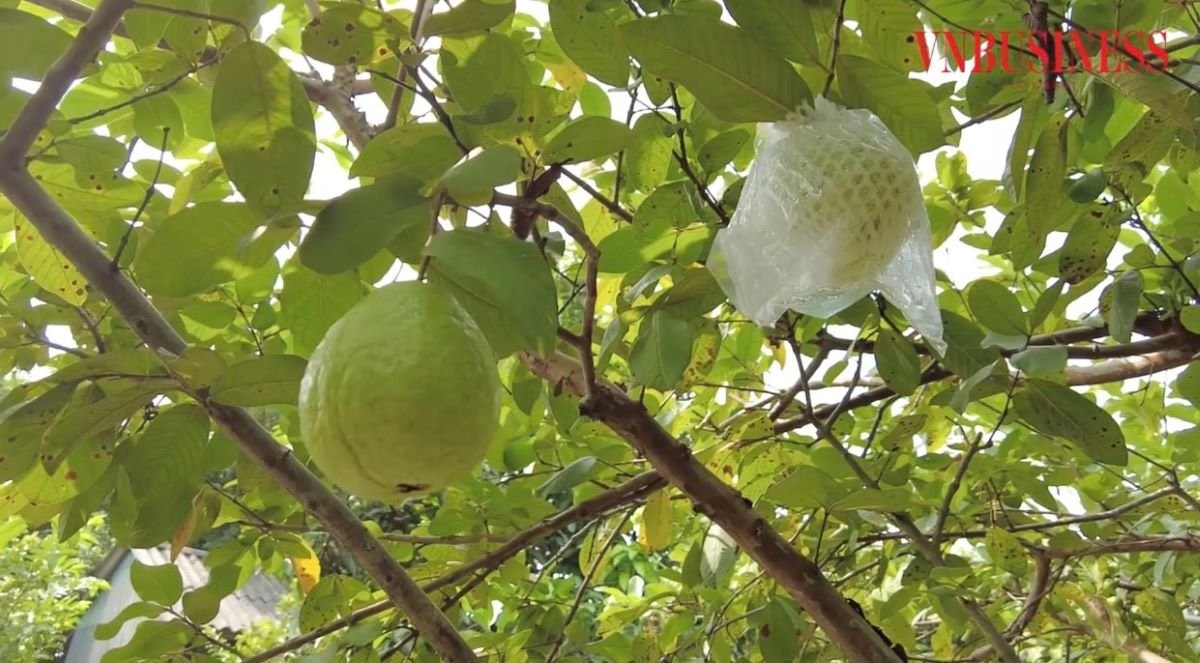 Việc bao trái giúp hạn chế phải sử dụng thuốc bảo vệ thực vật, góp phần giảm thiểu ô nhiễm môi trường sinh thái, bảo đảm sức khỏe cho cả người sản xuất và người tiêu dùng.