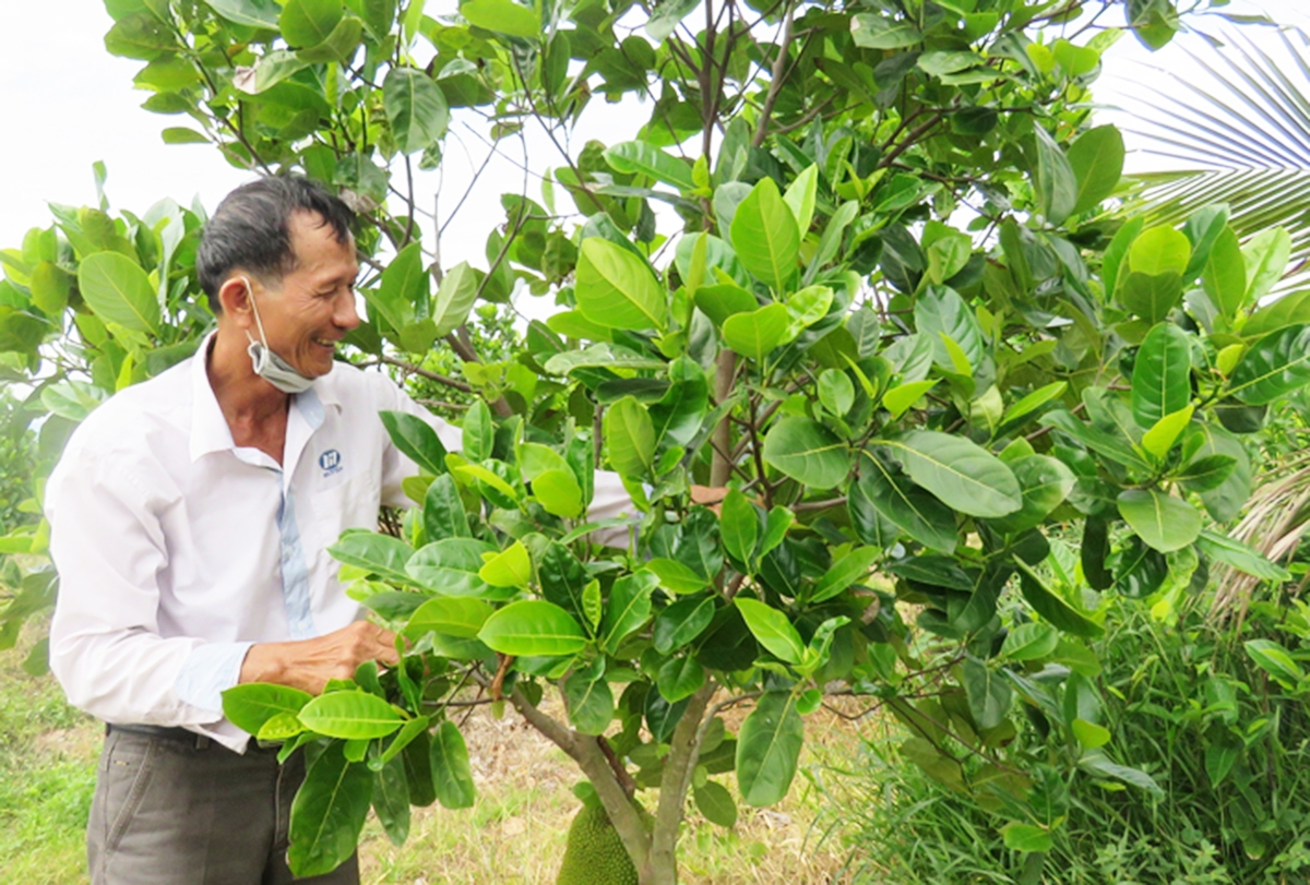 Những tỷ phú nông dân như ông Phạm Văn Ninh hiện không còn hiếm ở các địa phương tỉnh Phú Yên &lpar;Ảnh: Phạm Thùy&rpar;.