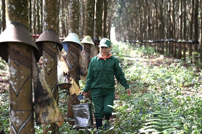 Đáp ứng với yêu cầu EUDR đòi hỏi ngành cao su Việt Nam cần đánh giá lại toàn bộ các nguồn cung, hệ thống.