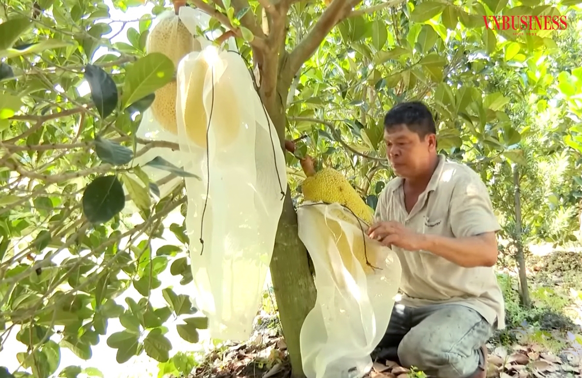 Nông dân Tháp Mười đang ăn nên làm ra với mô hình trồng cây ăn quả chất lượng cao.