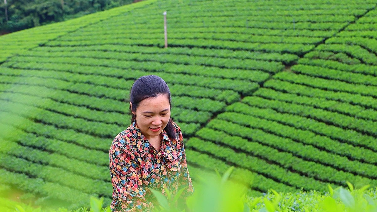 Đồi chè ở Đại Từ có giá trị du lịch cao.