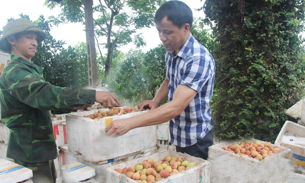 Giá vải thiều chín sớm cao hơn nhiều so với mọi năm.