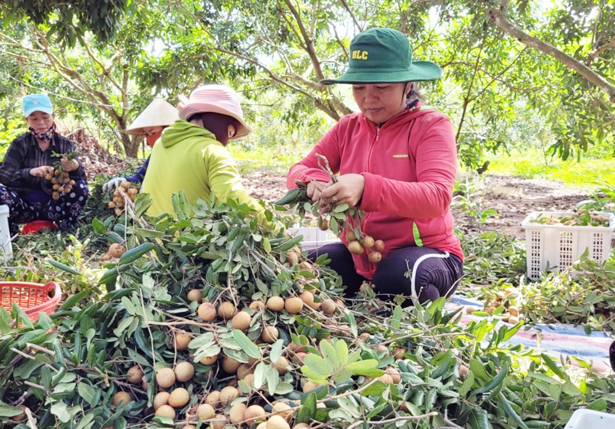 Cùng với thanh long, Bà Rịa - Vũng Tàu còn có hàng loạt cây ăn quả thế mạnh khác như nhãn, cây có múi, sầu riêng... &lpar;Ảnh: BBRVT&rpar;.