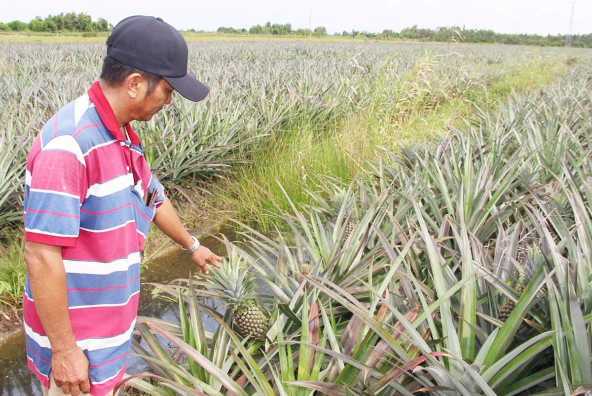 Cây khóm đang là một trong những cây kinh tế chủ lực ở Long An &lpar;Ảnh: BLA&rpar;.