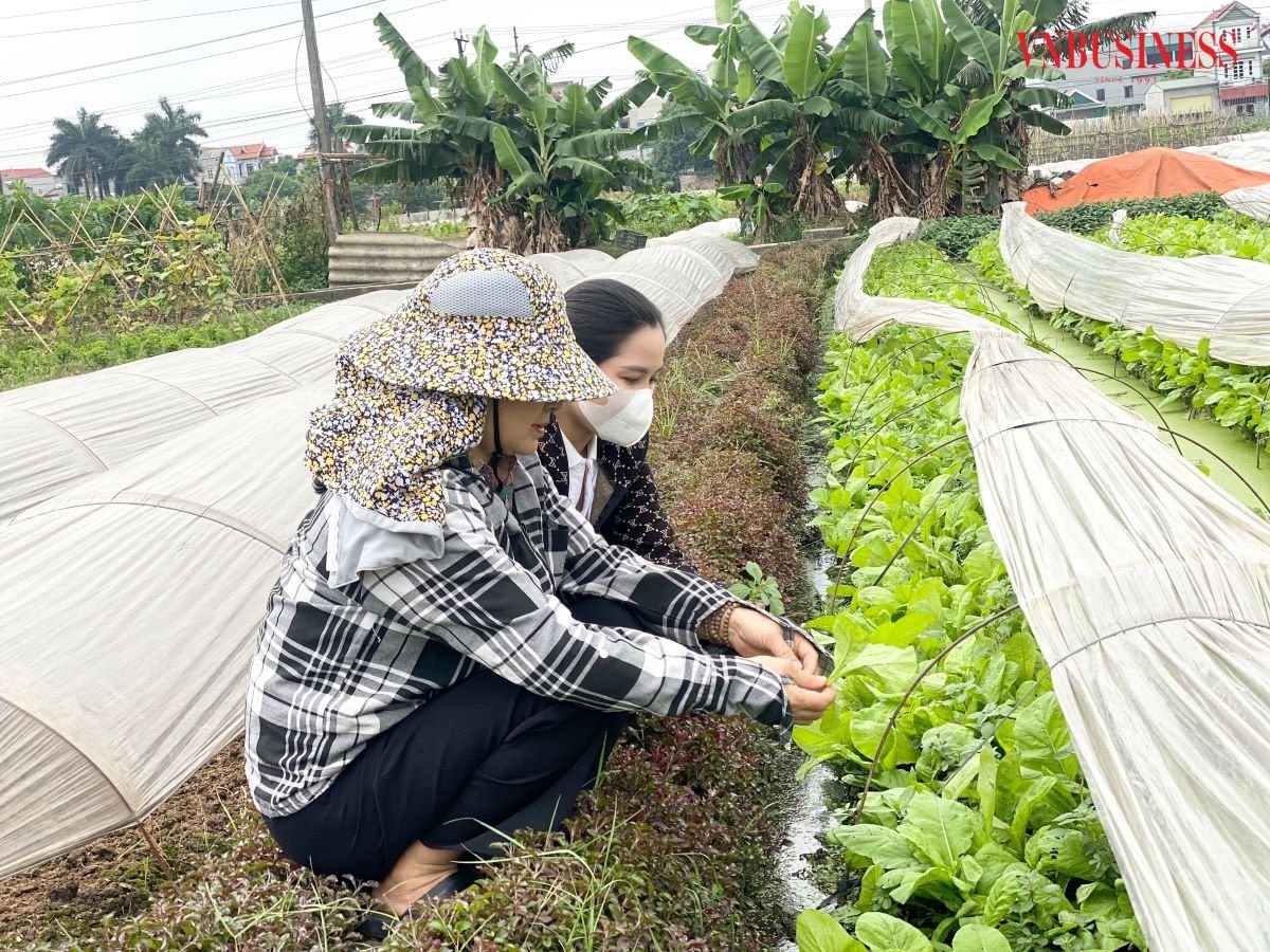 Mỗi ngày, HTX xuất bán ra thị trường từ 3-5 tấn rau sạch.