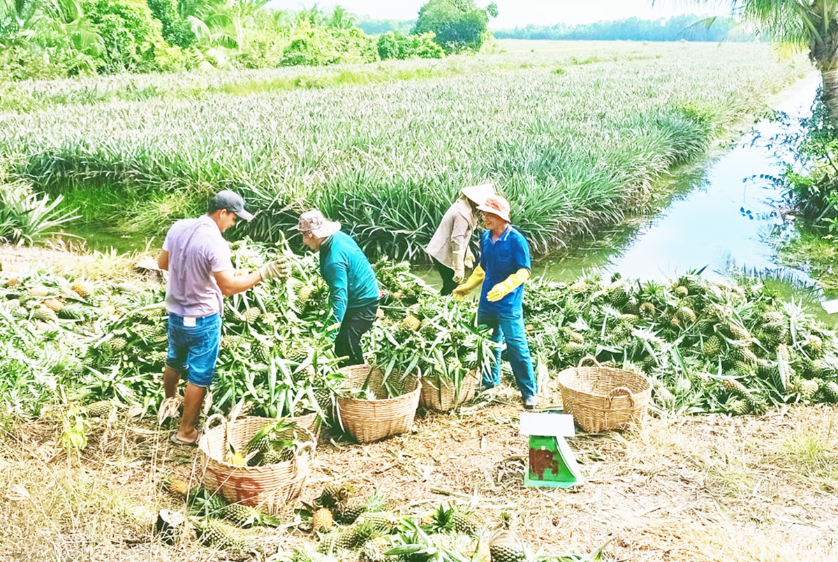 Các HTX, nông dân trồng khóm ở Long An đang nỗ lực xây dựng chuỗi giá trị, mở rộng thị trường &lpar;Ảnh: BLA&rpar;.