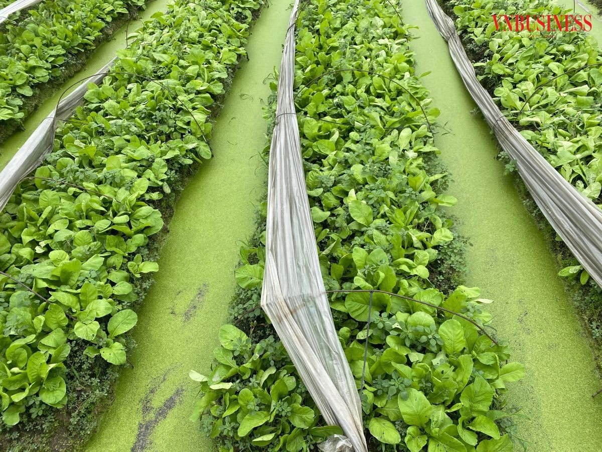 HTX Ba Chữ sử dụng hoàn toàn bằng phân chuồng để chăm sóc rau, khôngsử dụng hóa chất, thuốc bảo vệ thực vật.