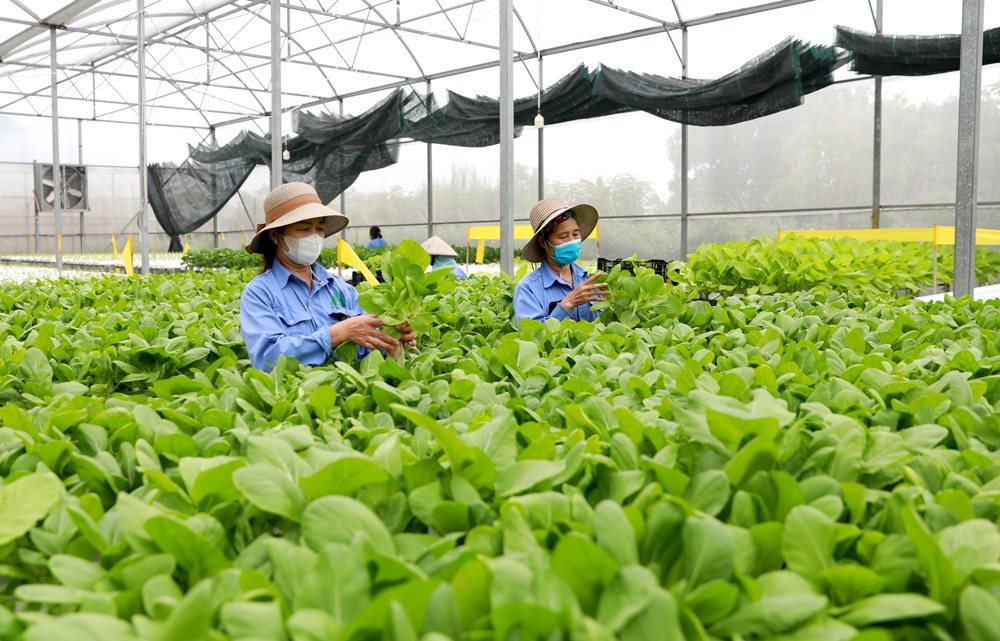 Nhiều HTX đang đồng hành với thành viên, n