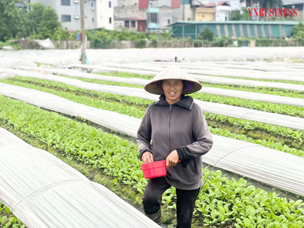 Trên diện tích 33,5ha, HTX Ba Chữ trồng các loại rau theo tiêu chuẩn VietGAP.