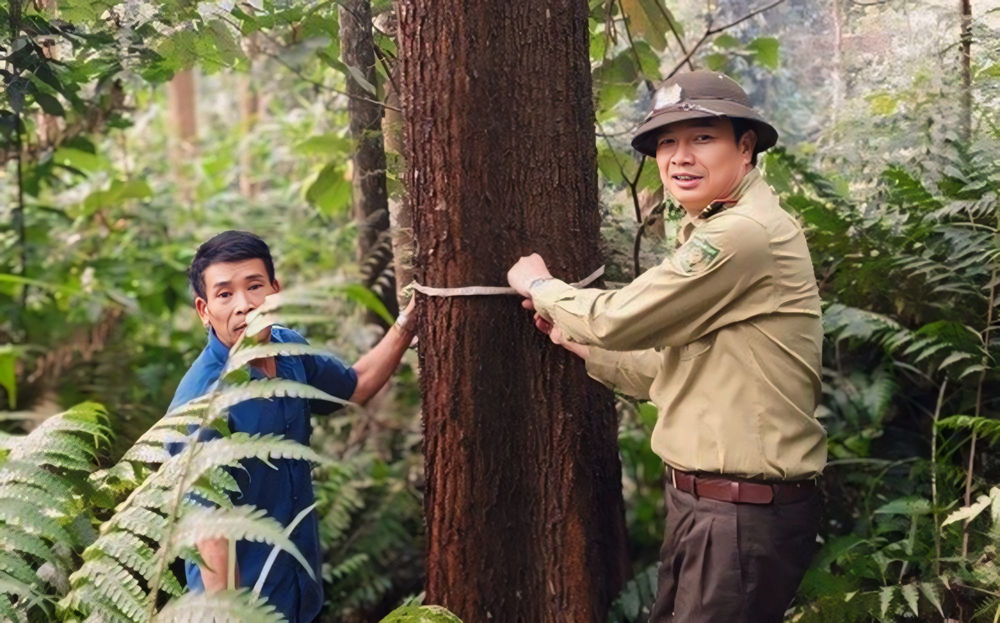 HTX trồng rừng gỗ lớn mang lại đa giá trị nhưng cần sự trợ lực từ Nhà nước, địa phương để tăng diện tích, nâng hiệu quả.