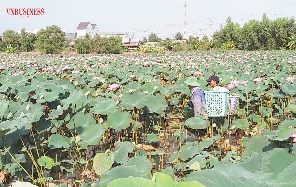 Sen đang là một trong những cây trồng thế mạnh của nông dân Đồng Tháp.