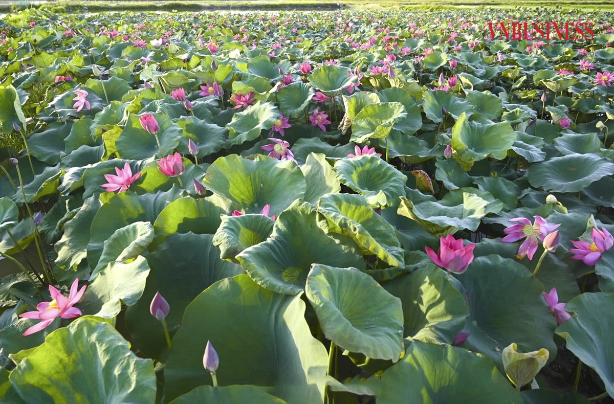 Những ngày này, đến với HTX Sen quê Bác tại xóm Liên Mậu 2 xã Kim Liên, huyện Nam Đàn, tỉnh Nghệ An hoa sen lại đua nở, du khách sẽ được cảm nhận vẻ đẹp của những đầm sen mùa trổ bông khoe sắc thắm.