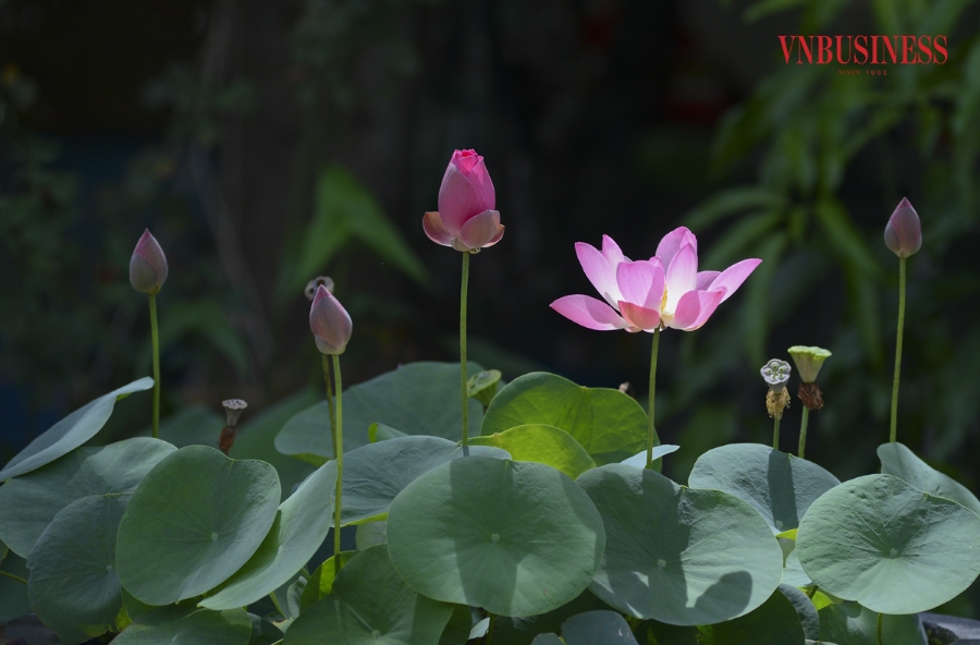 Ngoài những giống sen thuần chủng có từ lâu đời ở Kim Liên, những năm gần đây, HTX Sen quê Bác đã đưa nhiều giống sen tốt ở các địa phương như Huế, sen Đồng Tháp Mười... về trồng, tạo sự đa dạng các chủng loại sen trên quê Bác.