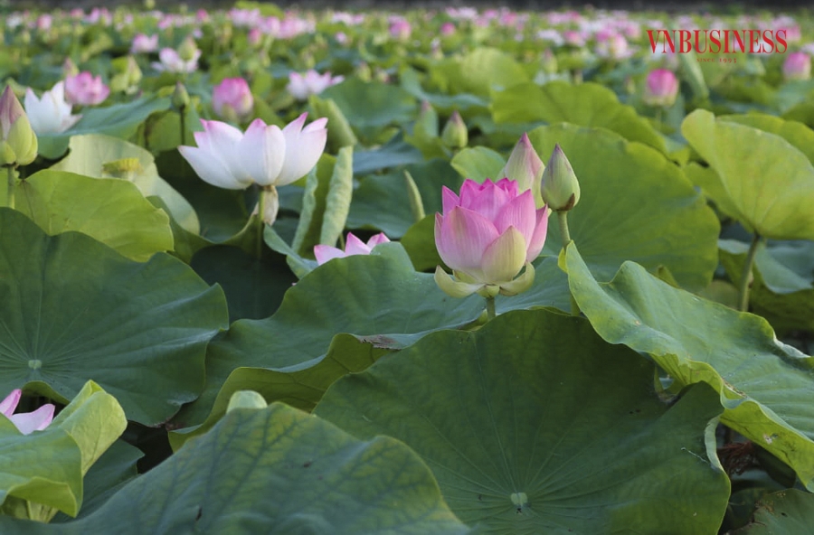 Gần đây, nhiều hộ thành viên và bà con nông dân đã chuyển đổi sang trồng sen để phát triển kinh tế. Để bảo tồn và nhân giống sen, chính quyền và nhân dân địa phương đã tập trung mở rộng diện tích trồng mới thay thế việc trồng lúa đã trở nên kém hiệu quả.