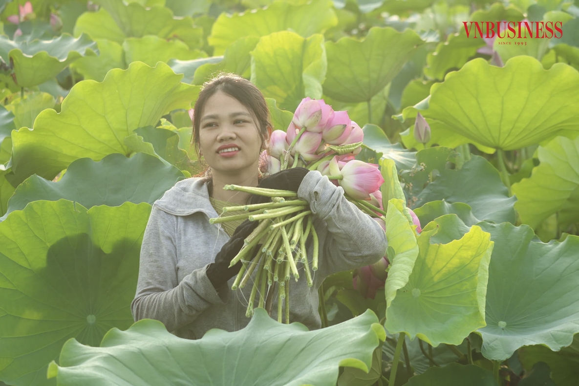 Đây là thời điểm sen vào vụ, việc thu hoạch không quá vất vả, nhưng phải làm vào sáng sớm hoặc chiều muộn để tránh thời gian ong, bướm thụ phấn. Mùa thu hoạch sen sẽ diễn ra từ tháng Năm đến tháng Tám.