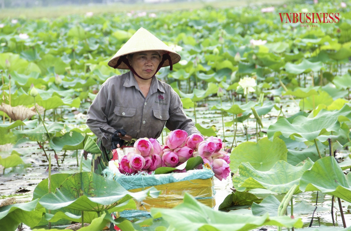 Bà Nguyễn Thị Chung, thành viên HTX Sen quê Bác cho biết, trước đây, gia đình có hơn 5 sào trồng lúa nhưng hiệu quả kinh tế không cao. Xã có chủ trương chuyển đổi sang trồng sen, nhờ được tập huấn kỹ thuật, chăm sóc đúng quy trình nên đã cho thu nhập ổn định.