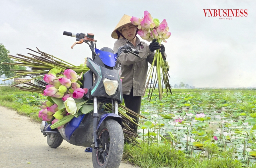 “Việc trồng sen không quá vất vả, nhưng đem lại hiệu quả kinh tế gấp 3 - 5 lần so với trồng lúa. Nhờ cây sen mà tôi có điều kiện nuôi các con ăn học, trưởng thành. Thời gian tới, gia đình tôi sẽ tiếp tục mở rộng diện tích trồng sen”, bà Chung cho biết thêm.