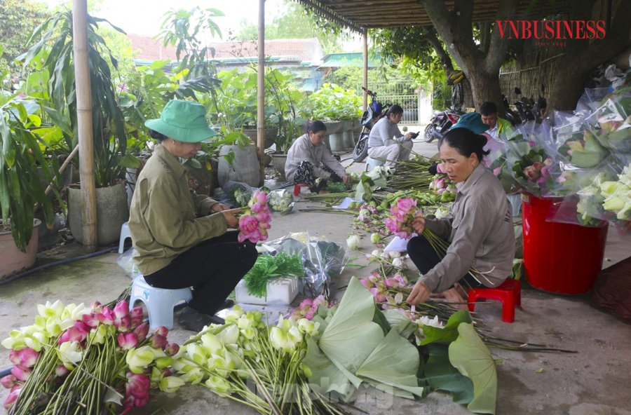 Sen sau khi thu hoạch sẽ được phân loại, những bông hoa đẹp, tươi nhất sẽ được gói bằng lá sen bán cho du khách. Số còn lại HTX Sen quê Bác để chế biến thành các sản phẩm như trà lá sen, trà liên tu, mứt sen,…