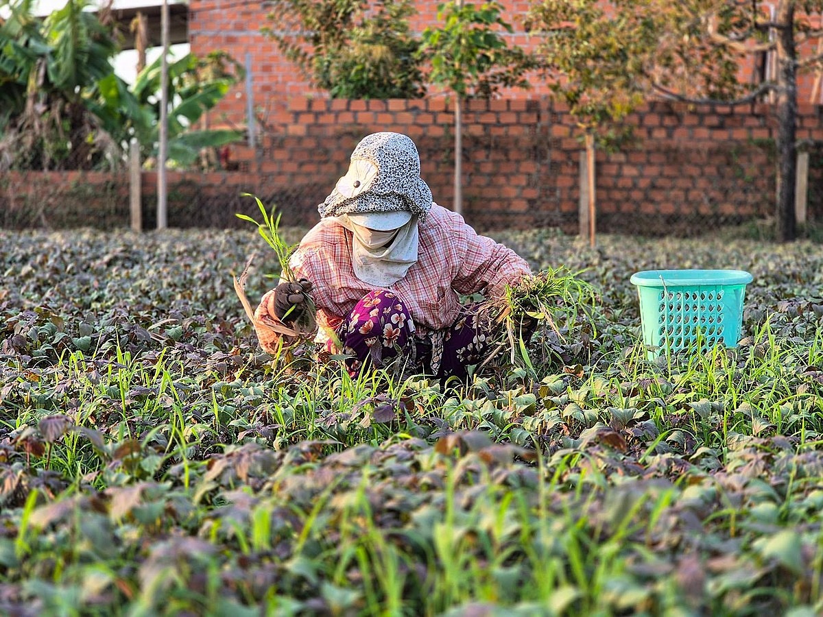 Nhu cầu thị trường về thực phẩm hữu cơ ngày một lớn buộc các HTX phải t