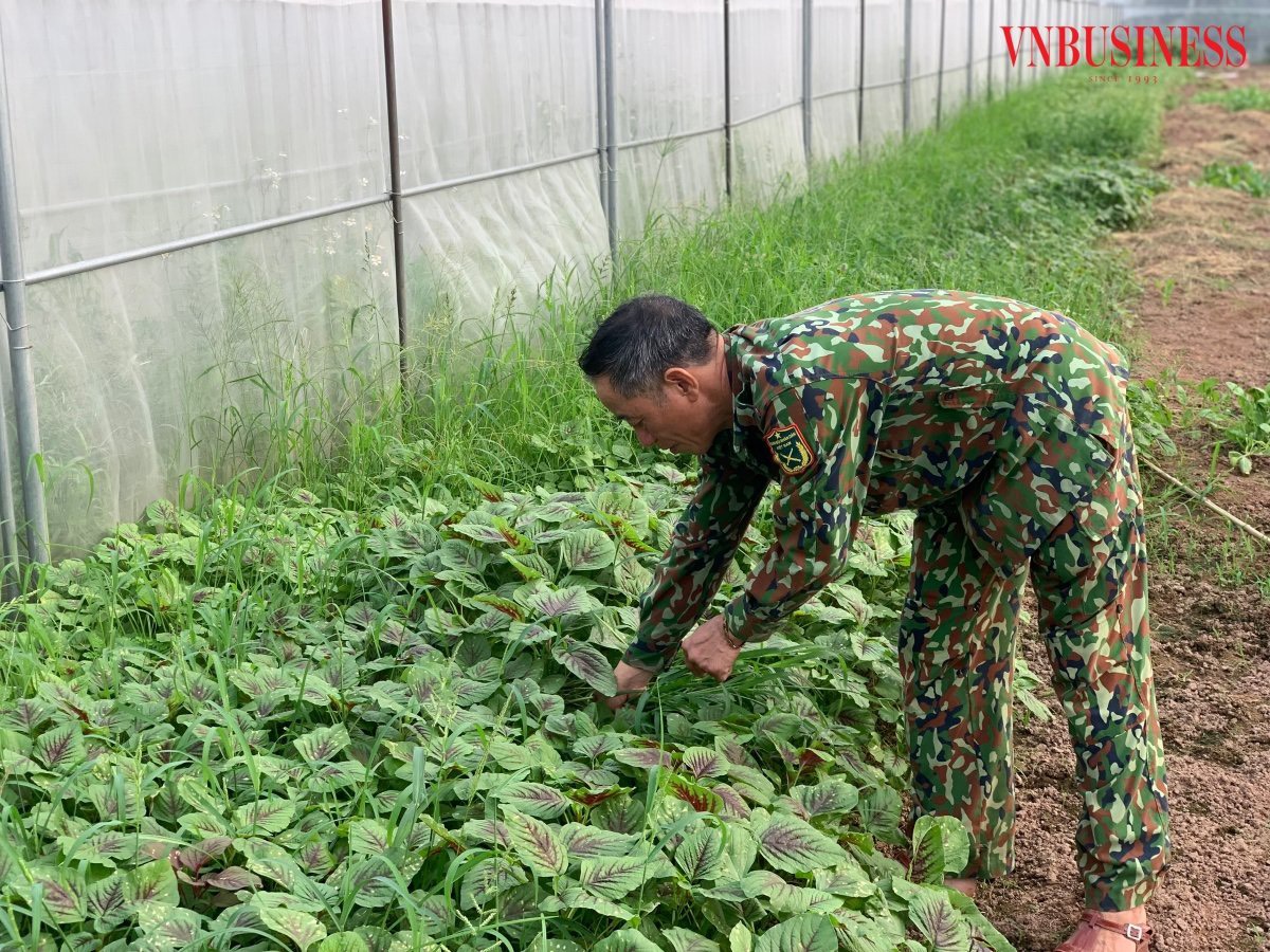 HTX Hòa Bình trồng chủ yếu các loại rau ăn lá ngắn ngày như rau muống, dền, mồng tơi, các loại cải có nguồn giống từ những đơn vị cung cấp có uy tín.