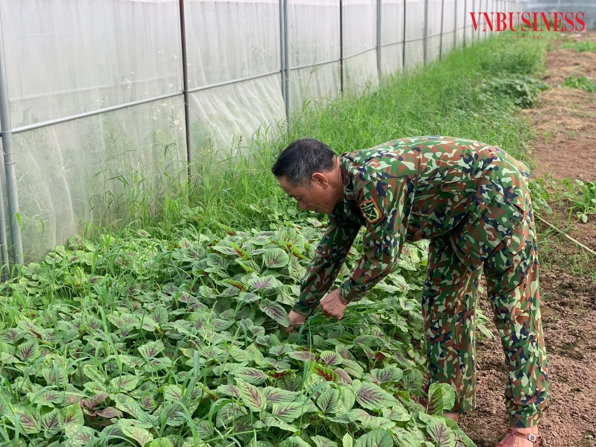 HTX Hòa Bình trồng chủ yếu các loại rau ăn lá ngắn ngày như rau muống, dền, mồng tơi, các loại cải có nguồn giống từ những đơn vị cung cấp có uy tín.