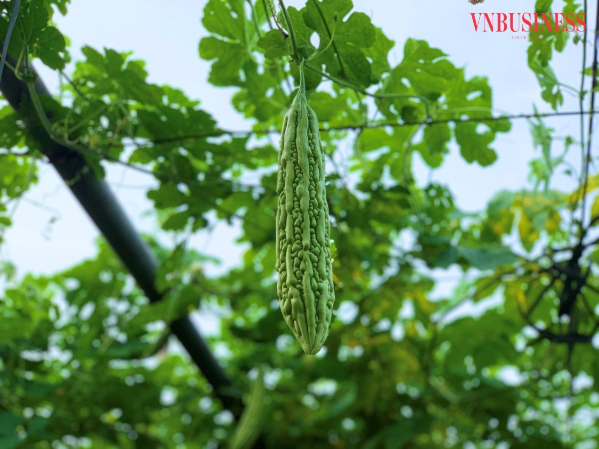 HTX Hoà Bình xây dựng chuỗi nông nghiệp xanh, tạo ra những sản phẩm giá trị và chất lượng để đảm bảo sức khỏe người tiêu dùng.