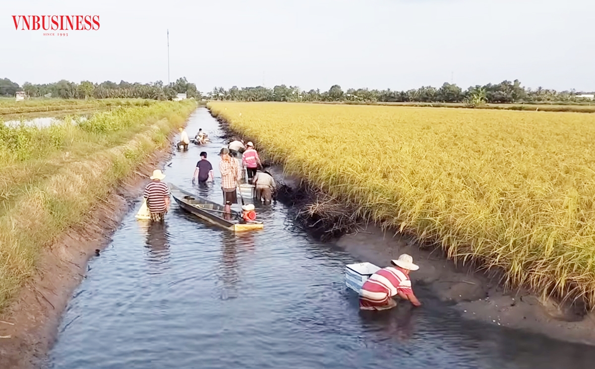 Lúa tôm là mô hình mang lại thu nhập cao cho nông dân Cà Mau, thích ứng biến đổi khí hậu.