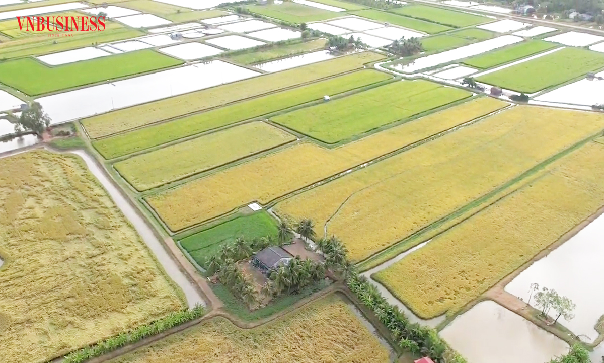 Cà Mau dự kiến đẩy mạnh liên kết, mở rộng vùng trồng lúa kết hợp nuôi tôm, làm giàu cho nông dân.