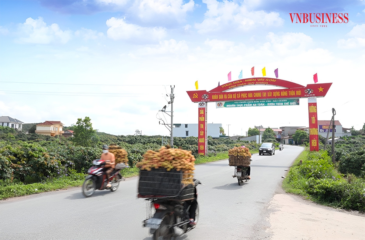 Những ngày này nông dân trồng vải sớm ở xã Phúc Hòa, huyện Tân Yên bắt đầu thu hoạch, đưa ra các điểm cân để bán. Những thùng vải được chở bằng cả xe máy hoặc ô tô, tùy vào quy mô thu hoạch của chủ vườn.