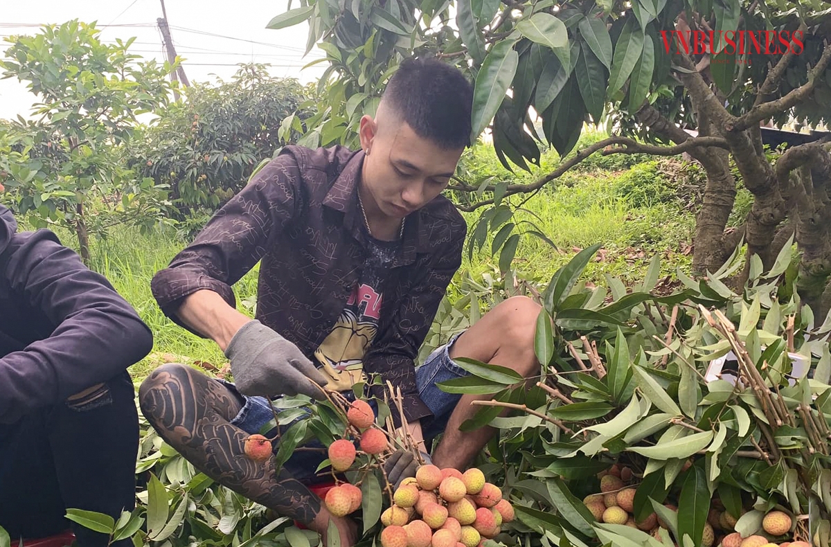 Anh Vi Quang Minh, thôn Phúc Lễ &lpar;Phúc Hòa, Tân Yên&rpar; cho biết, hiện gia đình anh có hơn 5 ha vải trồng vải sớm. Năm nay, do thời tiết không ủng hộ nên sản lượng thấp hơn so với những năm trước. Tuy nhiên, giá vải năm nay lại cao hơn nên vẫn đảm bảo kinh tế”