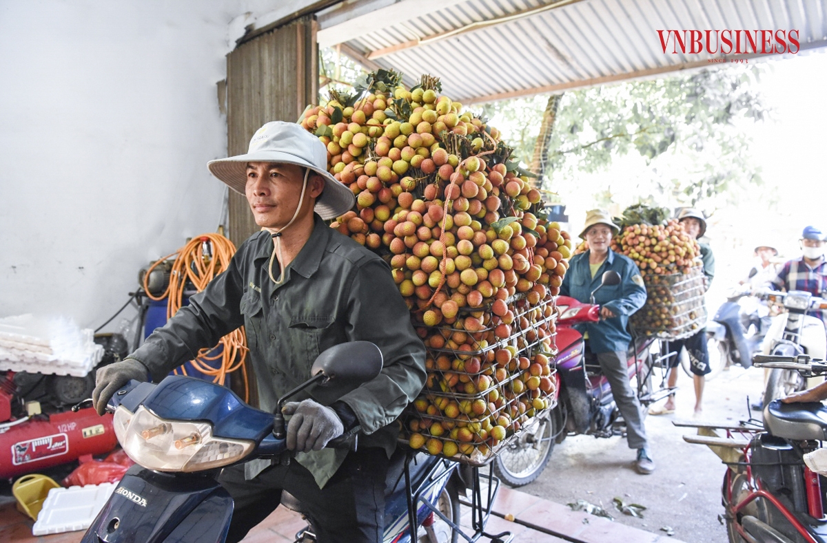 Các nhà cân, thương lái tại đây đã tổ chức thu mua vải sớm để cung cấp cho các thị trường các tỉnh thành lân cận và xuất khẩu đi các thị trường các nước. Trong đó, sớm nhất và nhiều nhất vẫn là thị trường Trung Quốc.