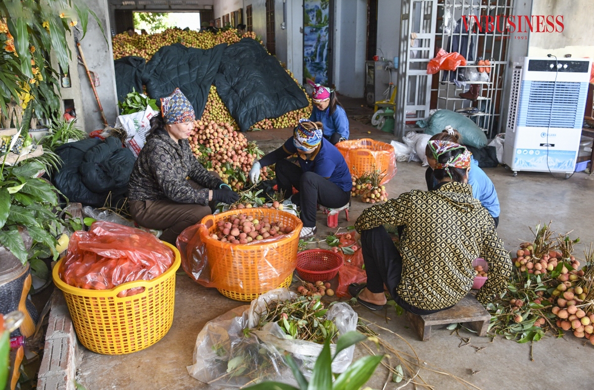 Vải sau khi cân sẽ được vận chuyển vào khu vực sơ chế để tỉa quả, cắt cành và vệ sinh. Sau đó, quả vải được ngâm qua nước đá trước khi chuyển vào thùng xốp, đóng hộp theo quy cách từ 7 -15kg/thùng &lpar;tùy theo yêu cầu của phía khách hàng&rpar;