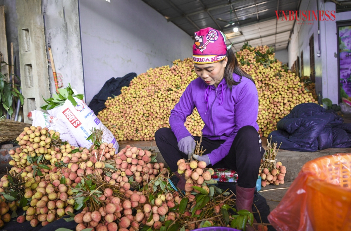 Theo bà Nguyễn Thị Oánh, nhà cân ở trung tâm xã Phúc Hòa, chất lượng vải sớm năm nay có phần nhỉnh hơn so với các năm, quả tương đối đồng đều, cùi dày và có vị ngọt hơn.