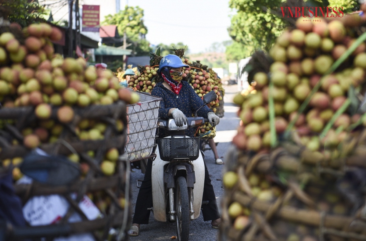 Hiện nay đang là chính vụ vải sớm nên lượng vải người dân đem đến cân rất lớn, lên tới hàng chục tấn mỗi ngày. Những ngày cao điểm, nhà tôi có thể phải dùng hết hàng chục m3 đá lạnh để xử lý vải, bà Oánh cho biết thêm.