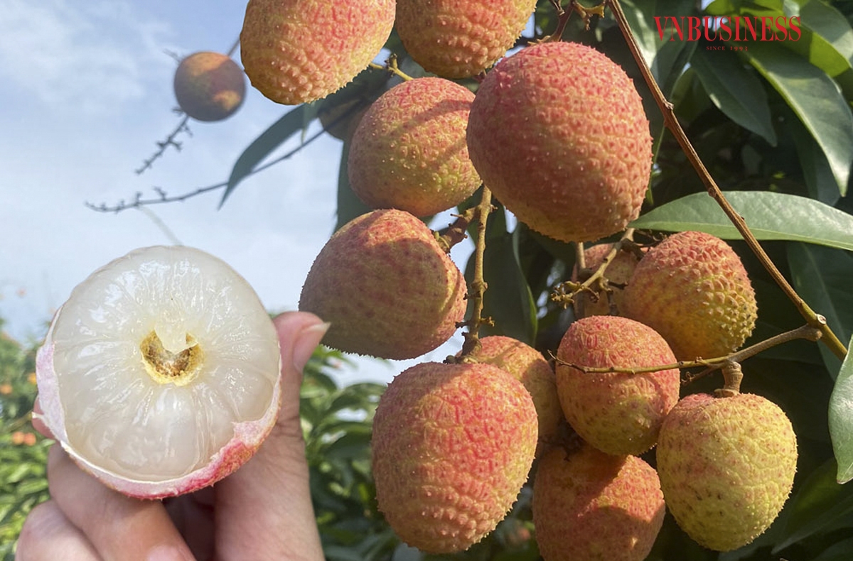 Theo ghi nhận của phóng viên VnBusiness hiện giá vải mua vào tại các điểm cân đang dao động từ 35.000 – 38.000/kg, nông dân trồng vải sớm ở huyện Tân Yên &lpar;Bắc Giang&rpar; đang rất phấn khởi vì được giá.