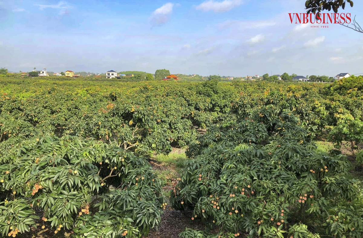 Là trung tâm vải sớm của huyện, xã Phúc Hòa có trên 700ha vải sớm, trong đó hơn 400ha vải sản xuất theo tiêu chuẩn VietGAP và 20ha theo tiêu chuẩn GlobalGAP. Sản lượng vải sớm năm nay ước tính đạt trên 10.000 tấn. Phạm Hòa