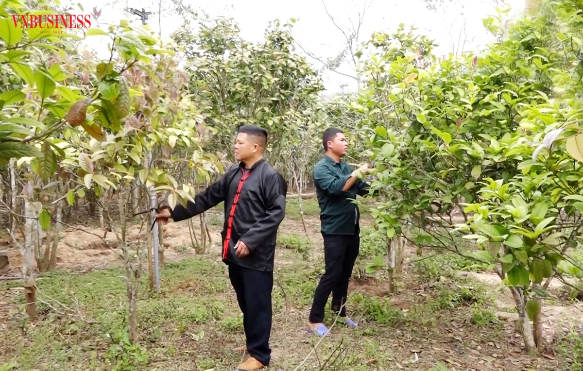 Trà hoa vàng được mệnh danh là cây đổi đời của nhiều nông dân huyện Ba Chẽ.