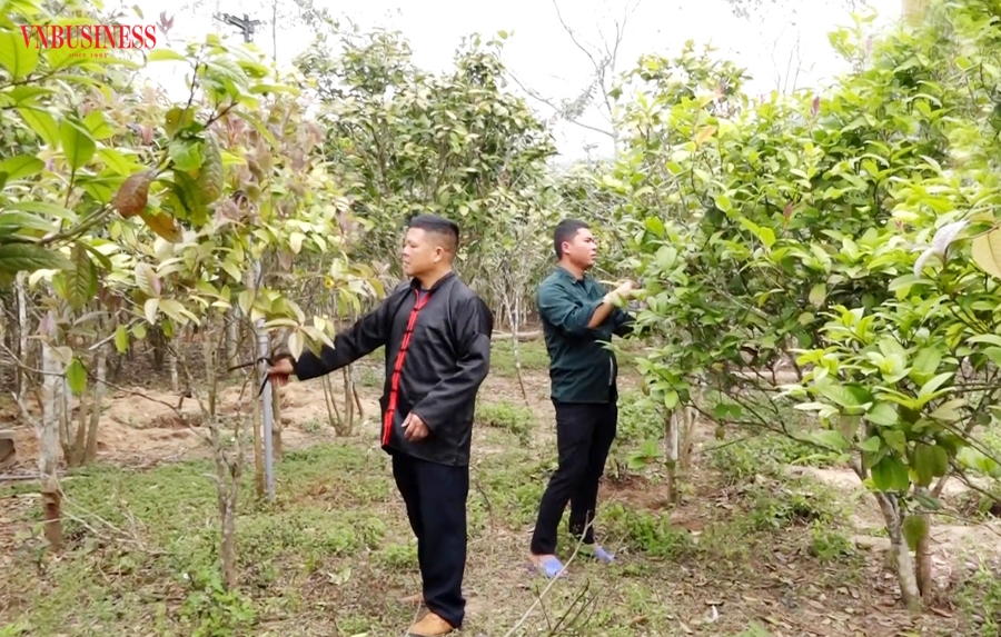 Trà hoa vàng được mệnh danh là cây đổi đời của nhiều nông dân huyện Ba Chẽ.