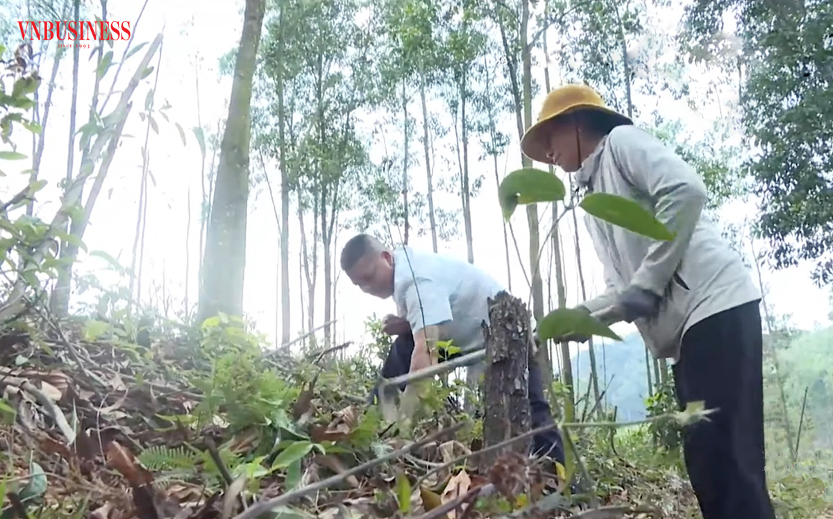 Ba Chẽ dự kiến tiếp tục đẩy mạnh kinh tế dưới tán rừng để xóa nghèo, làm giàu cho người dân.