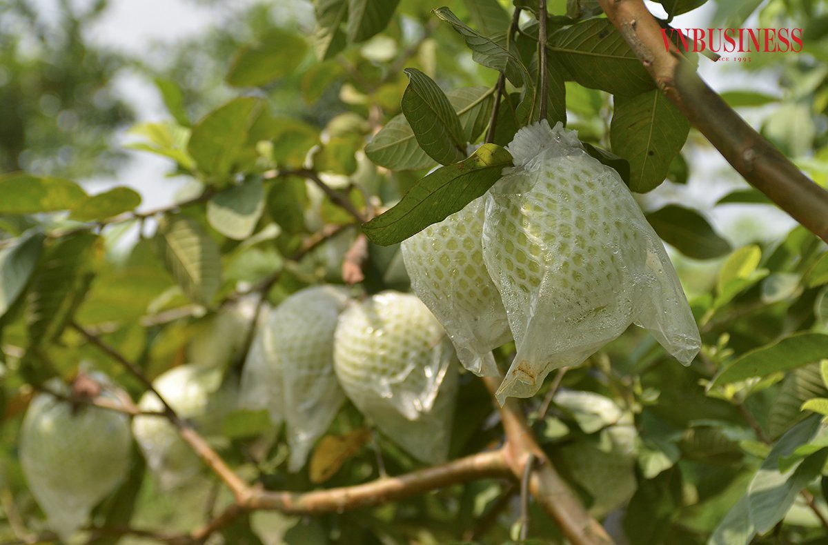 Trung bình mỗi tháng, HTX cung ứng ra thị trường đạt hơn 100 tấn quả.