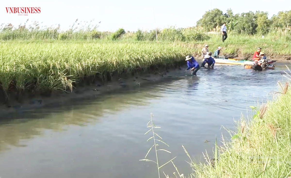 Mô hình tôm lúa là điểm nhấn trong chuyển đổi nông nghiệp thích ứng biến đổi khí hậu ở Kiên Giang.