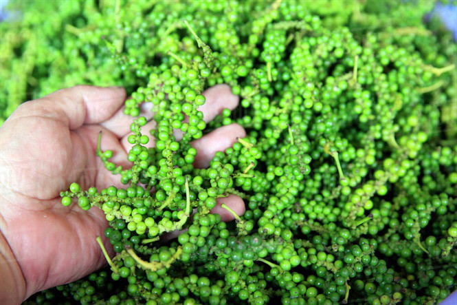 Nhu cầu về hồ tiêu trên thế giới còn lớn sẽ giúp giá hồ tiêu tiếp tục đi lên trong thời gian tới.